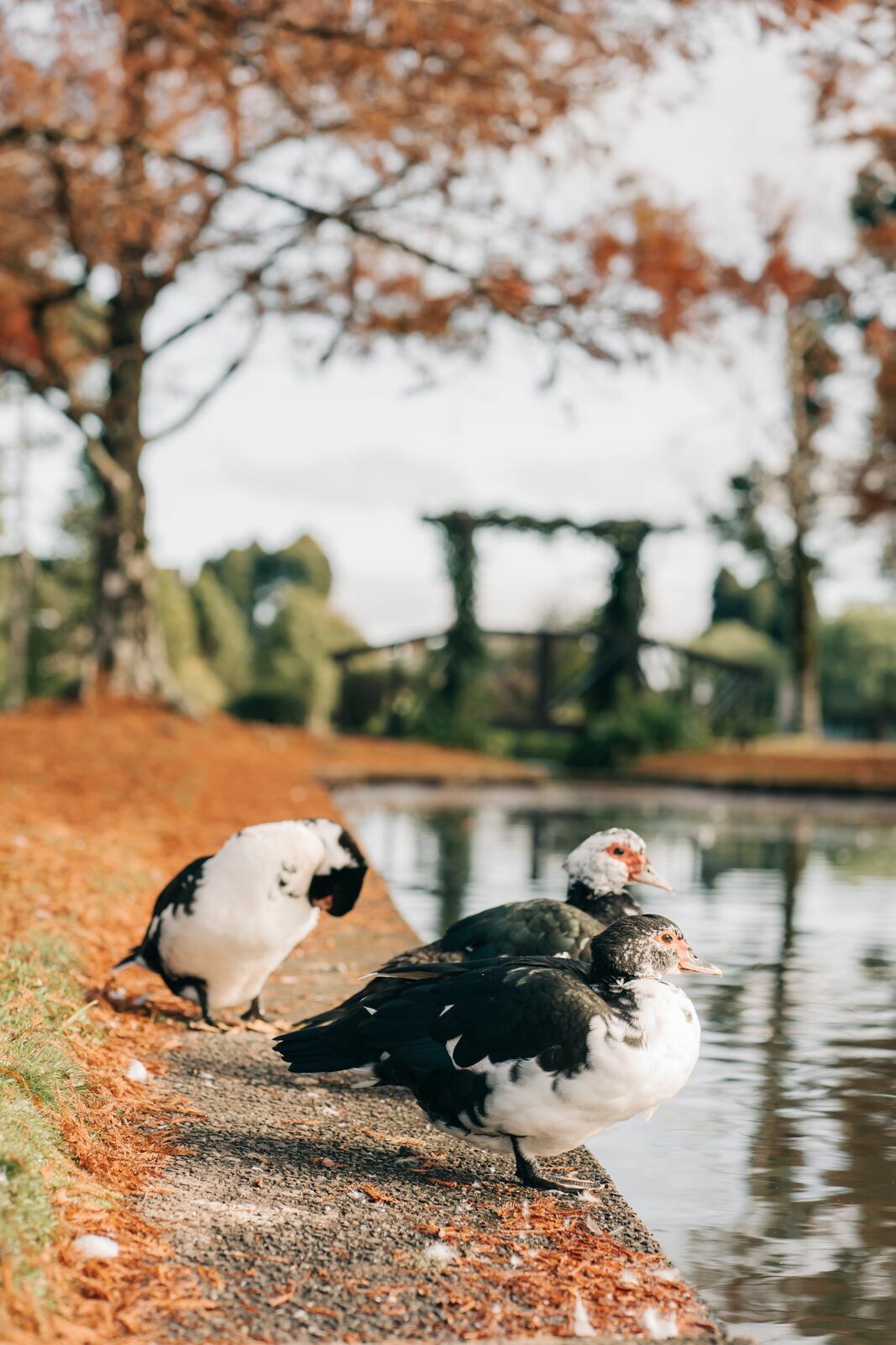 Foto Dicas de locais para fotografar no outono da Serra Gaúcha Foto Dicas de locais para fotografar no outono da Serra Gaúcha - Imagem 26